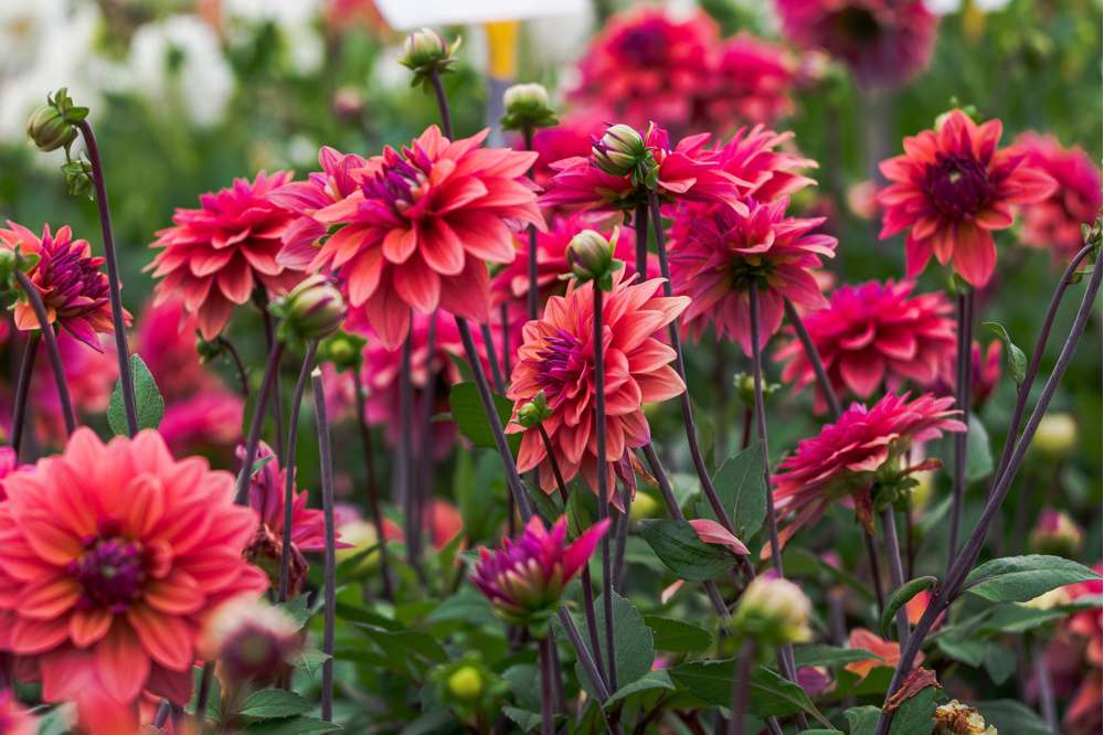 Dahlia 'American Dawn'